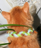 Braid Pet collar