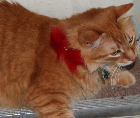 Kitty Bow handcrafted shearling bow for your cat, dog or other pet