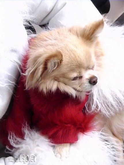 Pretty  shearling attire jacket for dog or other pet